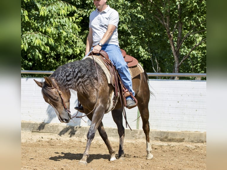 American Quarter Horse Stute 4 Jahre 153 cm Brauner in Ehingen
