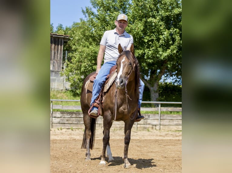 American Quarter Horse Stute 4 Jahre 153 cm Brauner in Ehingen