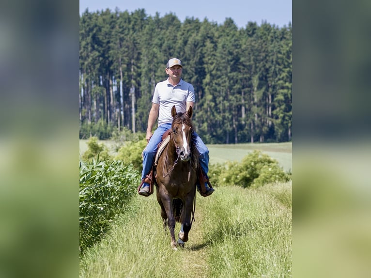 American Quarter Horse Stute 4 Jahre 153 cm Brauner in Ehingen