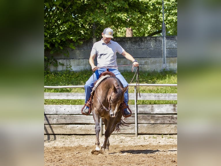 American Quarter Horse Stute 4 Jahre 153 cm Brauner in Ehingen