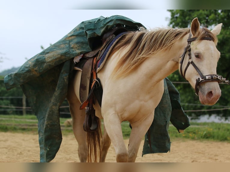 American Quarter Horse Stute 4 Jahre 153 cm Champagne in N&#xFC;mbrecht