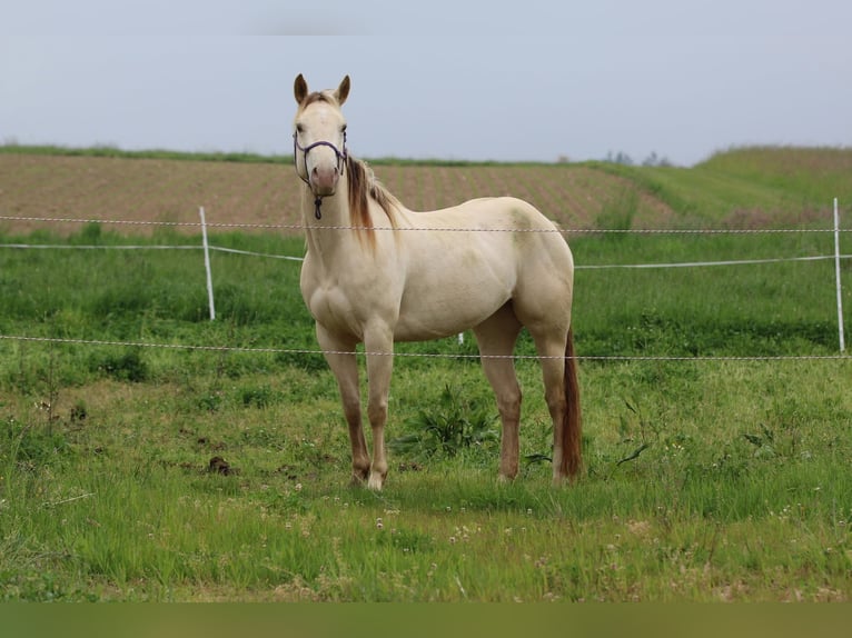 American Quarter Horse Stute 4 Jahre 153 cm Champagne in N&#xFC;mbrecht