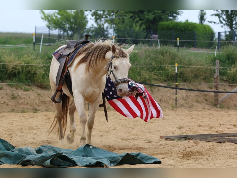 American Quarter Horse Stute 4 Jahre 153 cm Champagne in N&#xFC;mbrecht