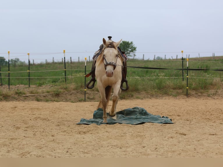 American Quarter Horse Stute 4 Jahre 153 cm Champagne in N&#xFC;mbrecht