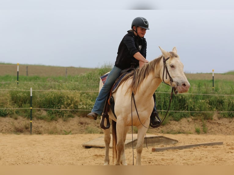 American Quarter Horse Stute 4 Jahre 153 cm Champagne in N&#xFC;mbrecht