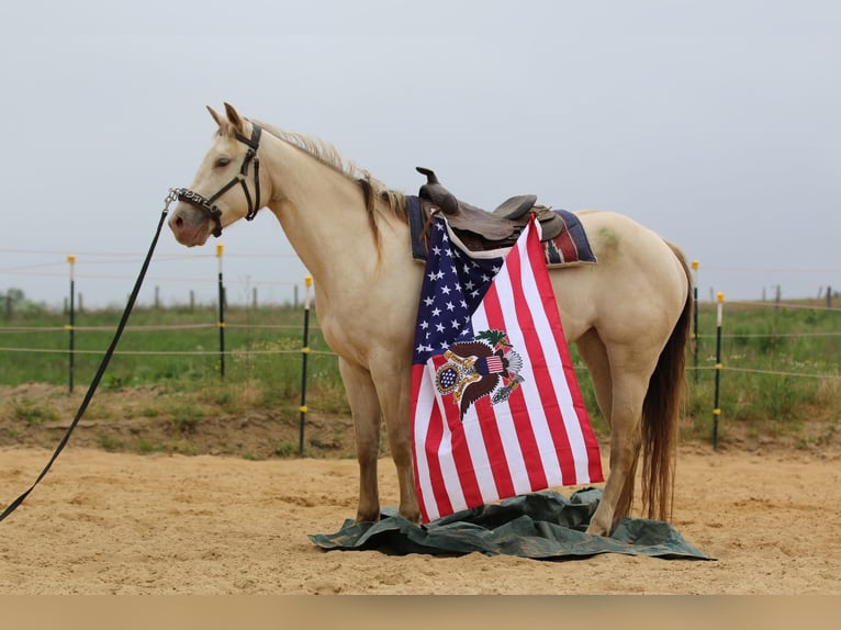 American Quarter Horse Stute 4 Jahre 153 cm Champagne in N&#xFC;mbrecht