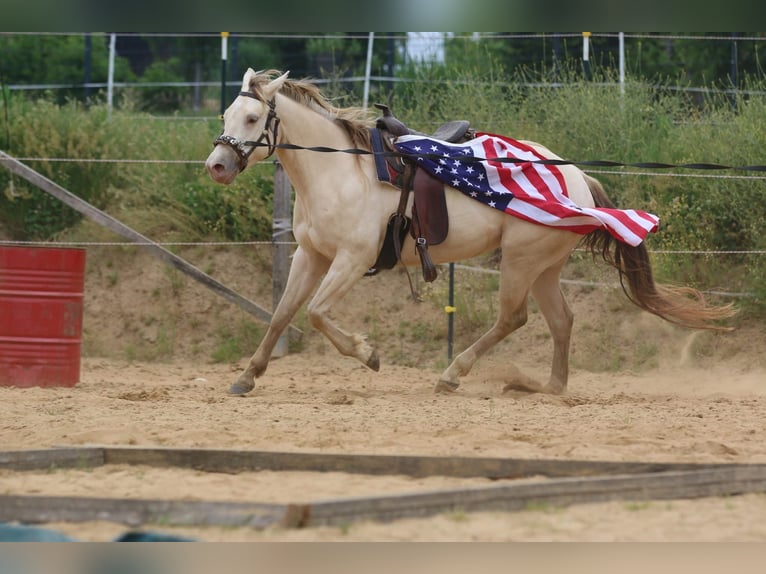 American Quarter Horse Stute 4 Jahre 153 cm Champagne in N&#xFC;mbrecht