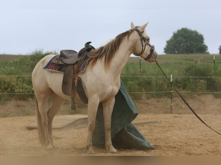 American Quarter Horse Stute 4 Jahre 153 cm Champagne in N&#xFC;mbrecht