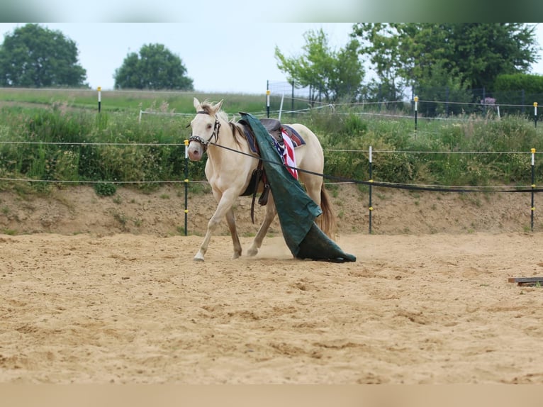 American Quarter Horse Stute 4 Jahre 153 cm Champagne in N&#xFC;mbrecht