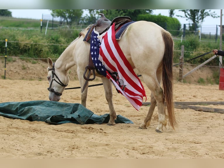 American Quarter Horse Stute 4 Jahre 153 cm Champagne in N&#xFC;mbrecht