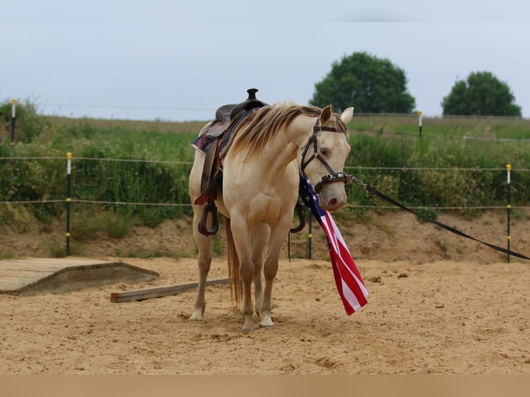American Quarter Horse Stute 4 Jahre 153 cm Champagne in N&#xFC;mbrecht