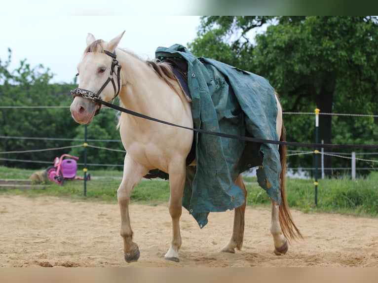 American Quarter Horse Stute 4 Jahre 153 cm Champagne in N&#xFC;mbrecht