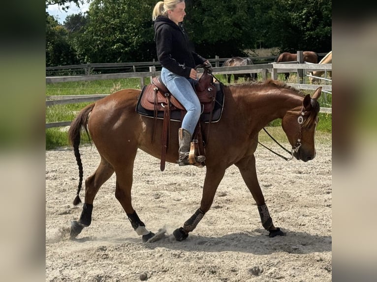 American Quarter Horse Stute 4 Jahre 153 cm Fuchs in Heinbockel