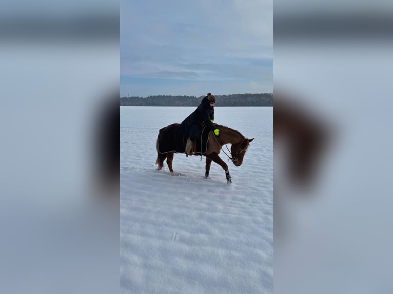 American Quarter Horse Stute 4 Jahre 153 cm Fuchs in Heinbockel