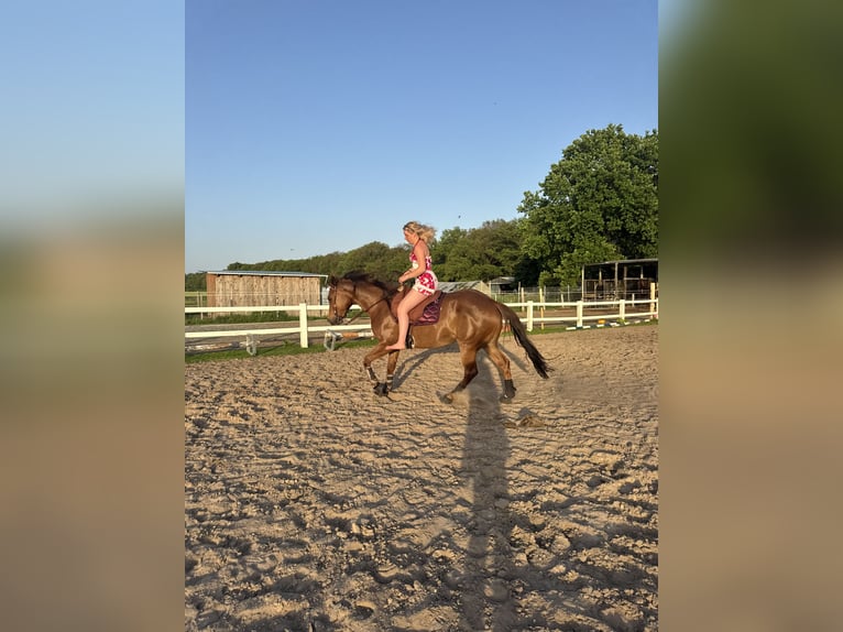 American Quarter Horse Stute 4 Jahre 153 cm Fuchs in Heinbockel