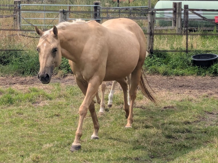 American Quarter Horse Stute 4 Jahre 153 cm Palomino in Rheine
