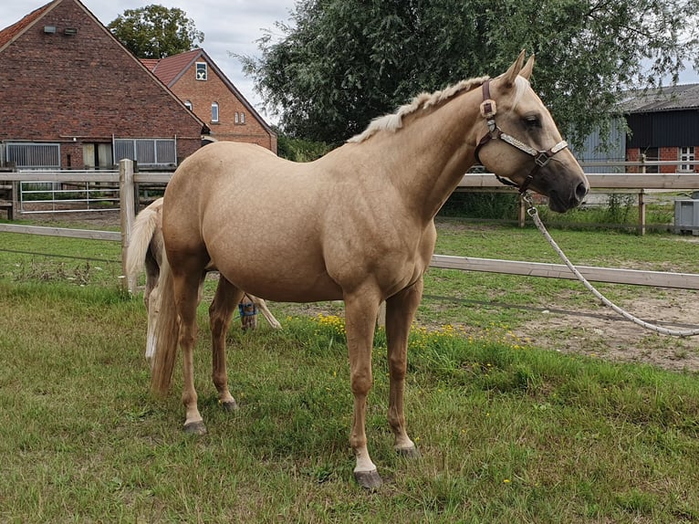 American Quarter Horse Stute 4 Jahre 153 cm Palomino in Rheine