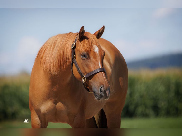 American Quarter Horse Stute 4 Jahre 153 cm Red Dun in Amerang