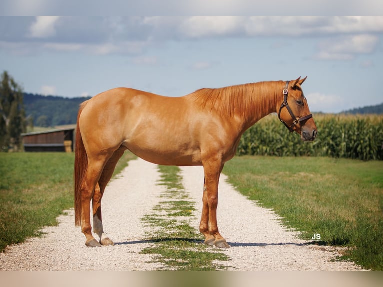 American Quarter Horse Stute 4 Jahre 153 cm Red Dun in Amerang