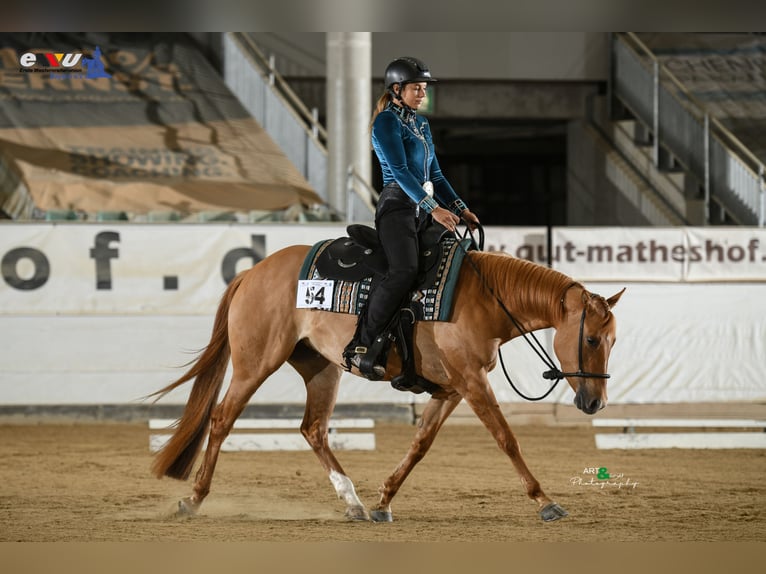 American Quarter Horse Stute 4 Jahre 153 cm Red Dun in Amerang