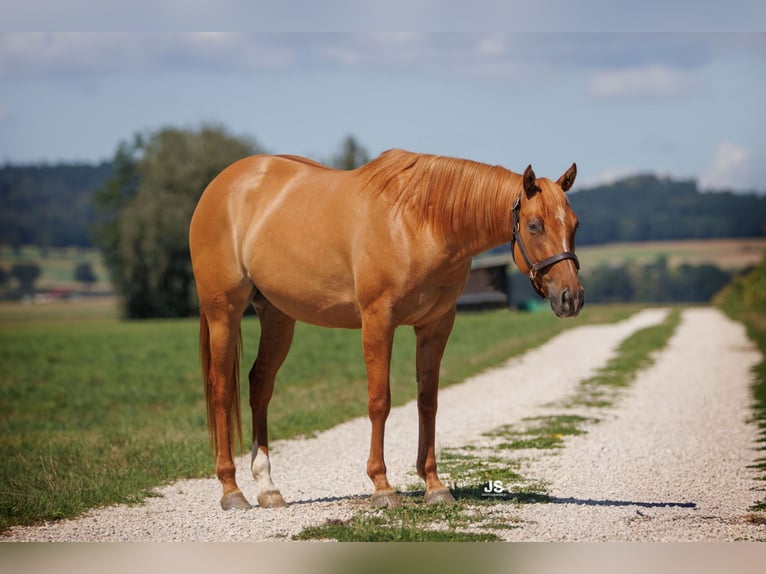 American Quarter Horse Stute 4 Jahre 153 cm Red Dun in Amerang