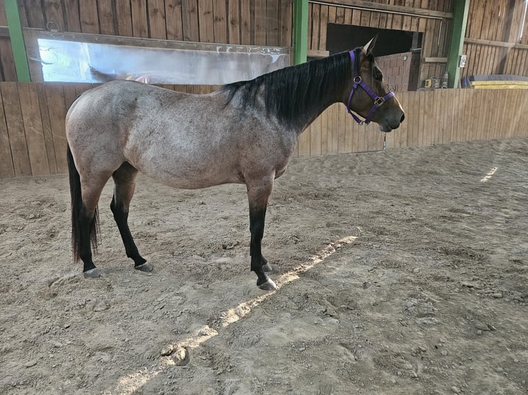 American Quarter Horse Stute 4 Jahre 153 cm Roan-Bay in Freystadt
