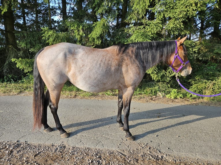 American Quarter Horse Stute 4 Jahre 153 cm Roan-Bay in Freystadt
