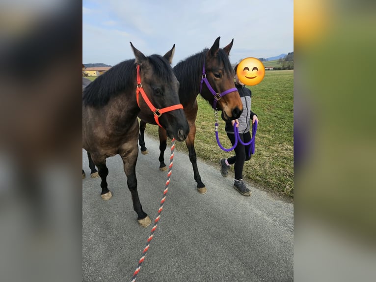 American Quarter Horse Stute 4 Jahre 153 cm Roan-Bay in Freystadt
