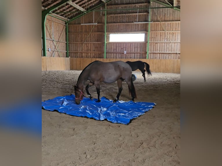 American Quarter Horse Stute 4 Jahre 153 cm Roan-Bay in Furth im Wald