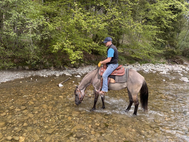 American Quarter Horse Stute 4 Jahre 154 cm Grullo in Marbach LU