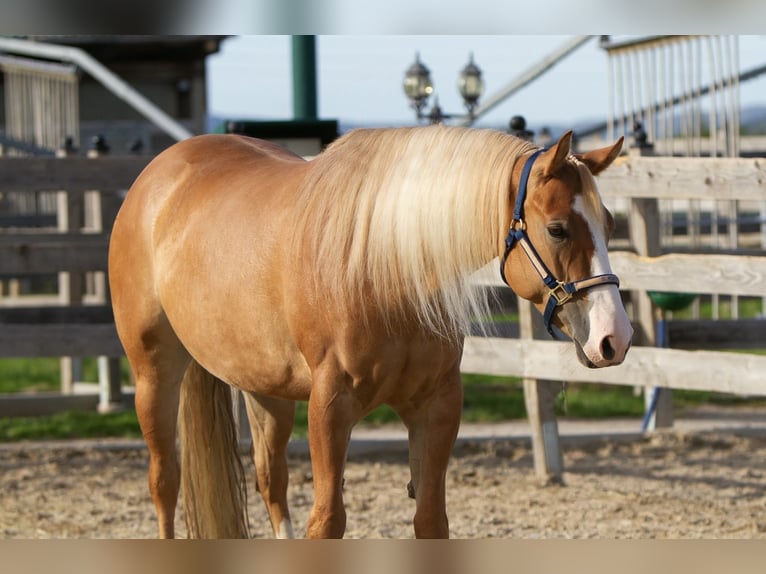 American Quarter Horse Stute 4 Jahre 154 cm Red Dun in Duingen