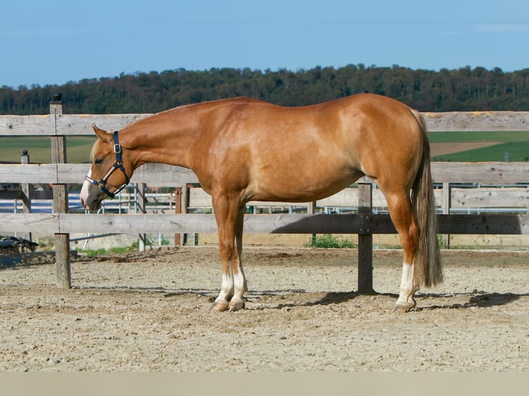 American Quarter Horse Stute 4 Jahre 154 cm Red Dun in Duingen