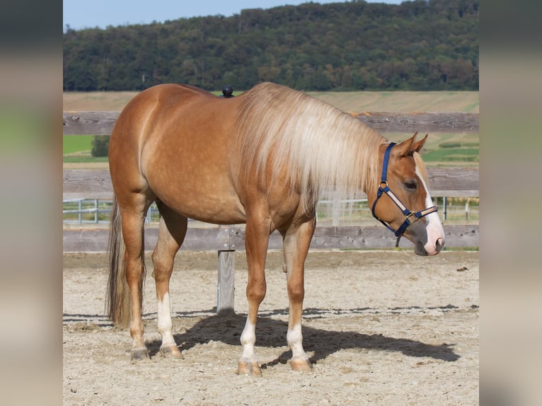 American Quarter Horse Stute 4 Jahre 154 cm Red Dun in Duingen