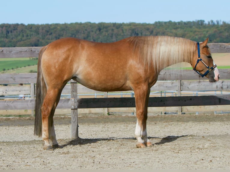 American Quarter Horse Stute 4 Jahre 154 cm Red Dun in Duingen