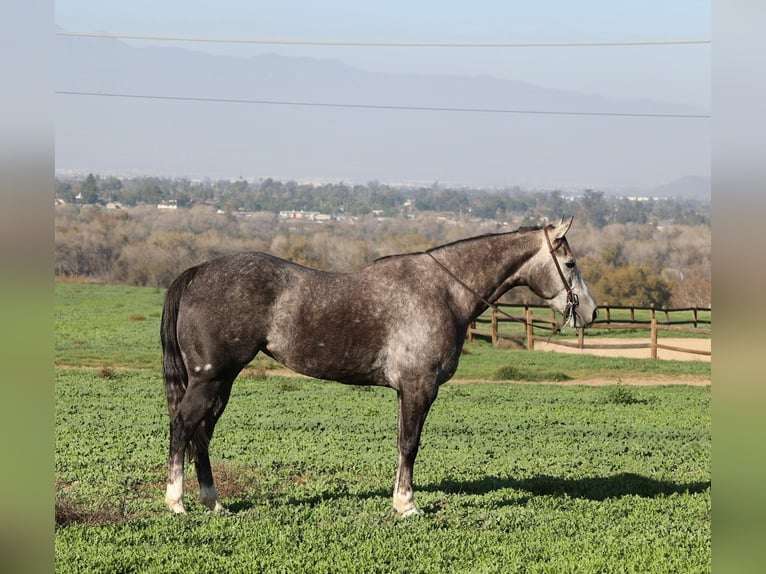 American Quarter Horse Stute 4 Jahre 155 cm Apfelschimmel in Norco