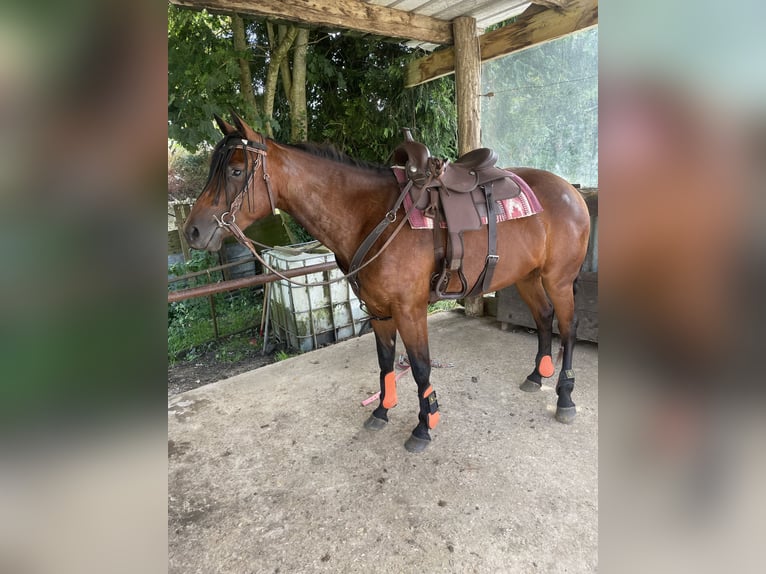 American Quarter Horse Stute 4 Jahre 155 cm Brauner in Champagne-sur-Oise