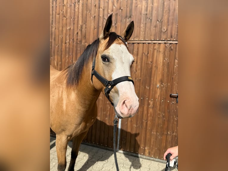 American Quarter Horse Stute 4 Jahre 155 cm Buckskin in Lahn