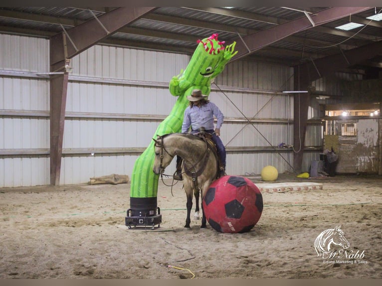 American Quarter Horse Stute 4 Jahre 155 cm Buckskin in Cody, WY