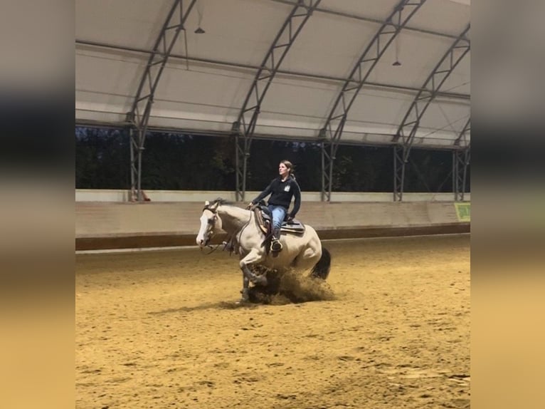 American Quarter Horse Stute 4 Jahre 155 cm Buckskin in Thierhaupten