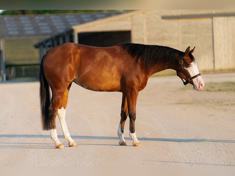 American Quarter Horse Stute 4 Jahre 155 cm Dunkelbrauner in Ruswil