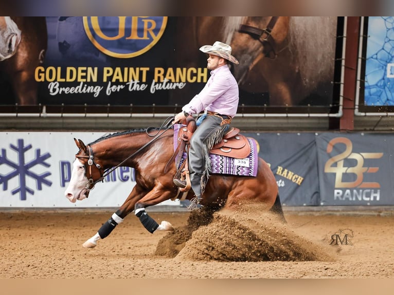 American Quarter Horse Stute 4 Jahre 155 cm Dunkelbrauner in Ruswil