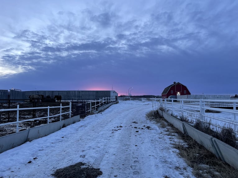 American Quarter Horse Stute 4 Jahre 155 cm Dunkelfuchs in Hinton, AB