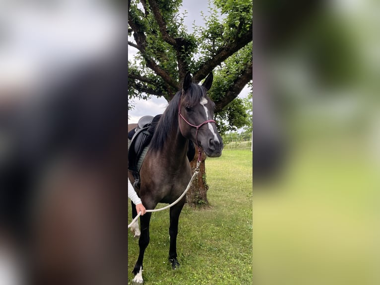 American Quarter Horse Stute 4 Jahre 155 cm Grullo in J&#xFC;terbog