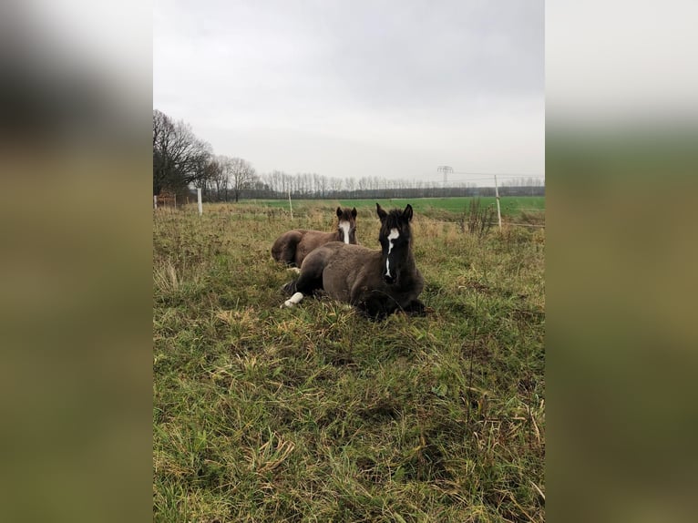 American Quarter Horse Stute 4 Jahre 155 cm Grullo in J&#xFC;terbog