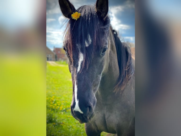 American Quarter Horse Stute 4 Jahre 155 cm Grullo in J&#xFC;terbog