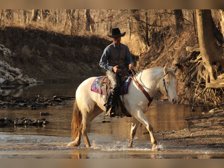 American Quarter Horse Mix Stute 4 Jahre 155 cm Perlino in Baxter Springs