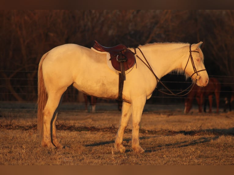 American Quarter Horse Mix Stute 4 Jahre 155 cm Perlino in Baxter Springs