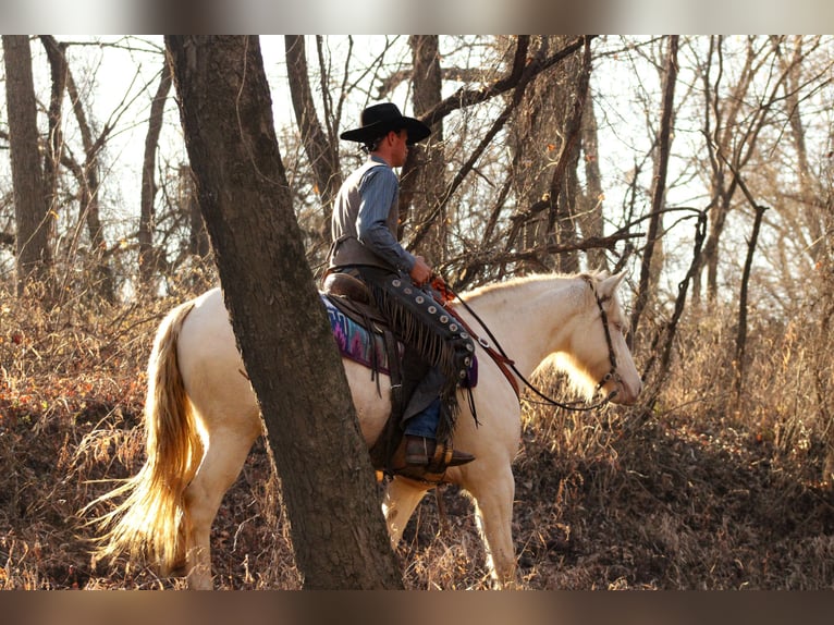 American Quarter Horse Mix Stute 4 Jahre 155 cm Perlino in Baxter Springs