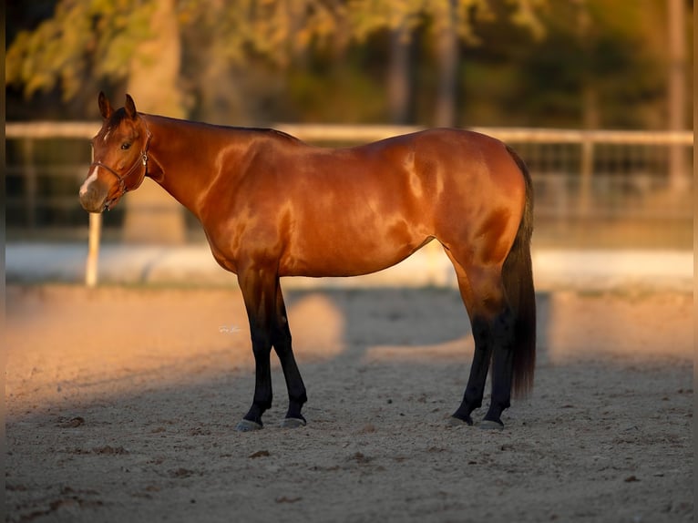 American Quarter Horse Stute 4 Jahre 155 cm Rotbrauner in Huntsville