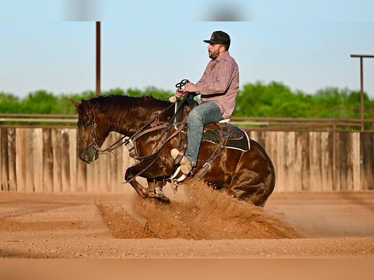 American Quarter Horse Stute 4 Jahre 155 cm Rotfuchs in Waco